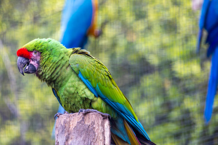 Close up view of a great green macaw (Ara ambiguus) bird.の写真素材