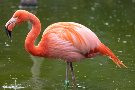 Close up view of an American flamingo (Phoenicopterus ruber).の写真素材