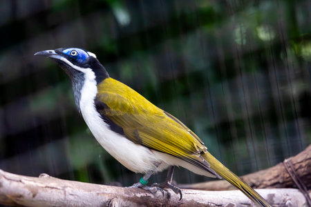 Close up view of a blue-faced honeyeater (Entomyzon cyanotis) bird.の写真素材