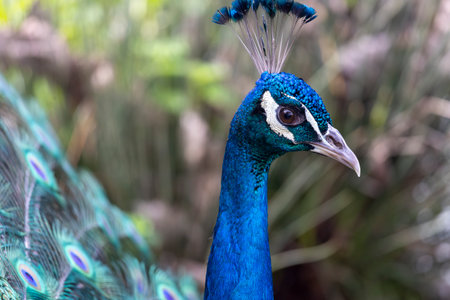 Close view of the beautiful feathers of a peacock bird.の写真素材