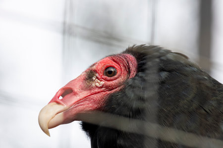 Close up view of a turkey vulture (Cathartes aura) in a zoo.