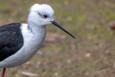 Close up view of a black-winged stilt (Himantopus himantopus) bird.