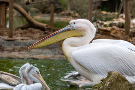 Close up view of the great white pelican (Pelecanus onocrotalus).の写真素材