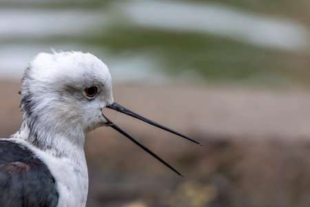 Close up view of a black-winged stilt (Himantopus himantopus) bird.の写真素材