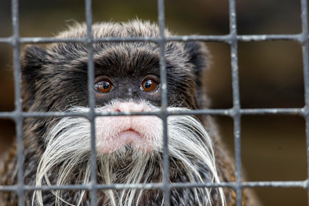 Close up view of an emperor tamarin (Saguinus imperator).