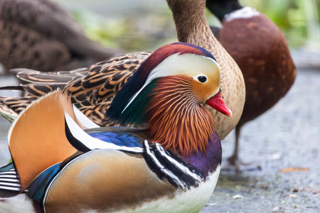 Close up view of the beautiful mandarin duck (Aix galericulata).の写真素材
