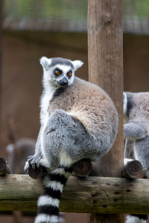 Close view of a group of ring-tailed lemur (Lemur catta).の写真素材