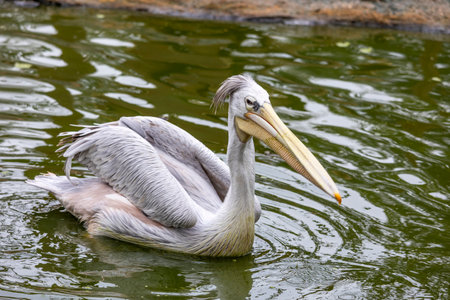 Close up view of the spot-billed pelican (Pelecanus philippensis).の写真素材