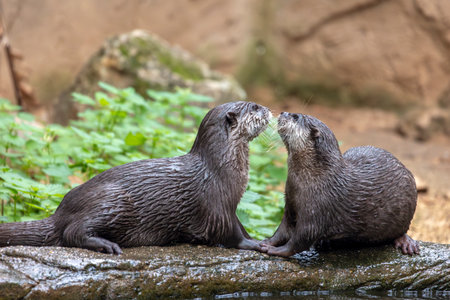Close up view of two Asian small-clawed otter (Aonyx cinereus).の写真素材