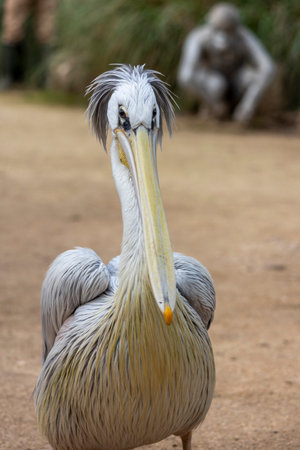 Close up view of the spot-billed pelican (Pelecanus philippensis).の写真素材