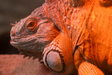 Close up view of an Iguana lizard in a zoo.の写真素材