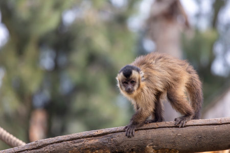 Close up view of black-striped capuchin (Sapajus libidinosus) in a zoo.の写真素材