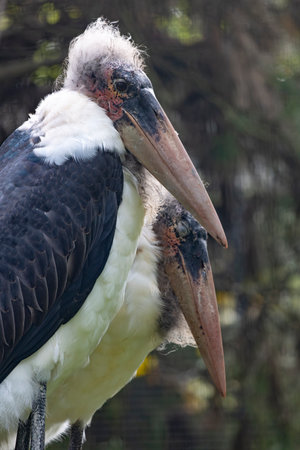 Close view of a marabou stork (Leptoptilos crumenifer) bird.の写真素材