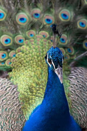 Close view of the beautiful feathers of a peacock bird.の写真素材