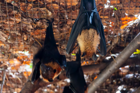 Close up view of Lyle's flying fox (Pteropus lylei).