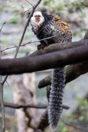 Close up view of a white-headed marmoset (Callithrix geoffroyi).
