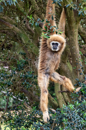 Close up view of a lar gibbon (Hylobates lar) in a zoo.の写真素材