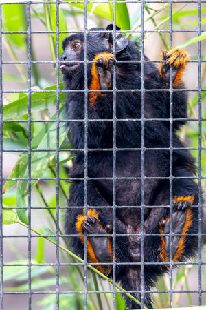 Close up view of the golden-handed tamarin (Saguinus midas) monkey.