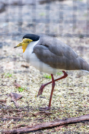 Close up view of a masked lapwing (Vanellus miles) bird.の写真素材