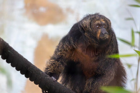 Close up view of a Guianan saki (Pithecia pithecia) in a zoo.の写真素材