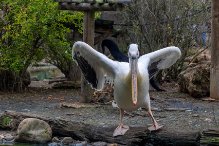 Close up view of the spot-billed pelican (Pelecanus philippensis).の写真素材