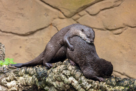 Close up view of two Asian small-clawed otter (Aonyx cinereus).の写真素材