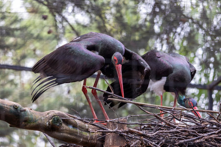 Close up view of a Black Stork (Ciconia nigra) bird.の写真素材