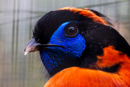 Close up view of a Temminck's tragopan (Tragopan temminckii) pheasant.の写真素材