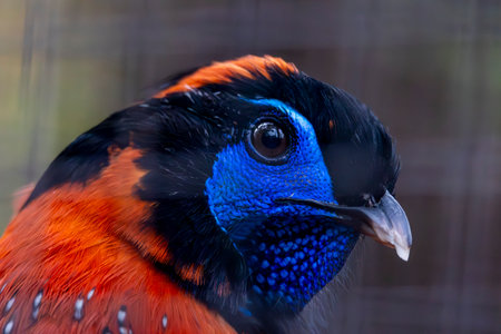 Close up view of a Temminck's tragopan (Tragopan temminckii) pheasant.の写真素材