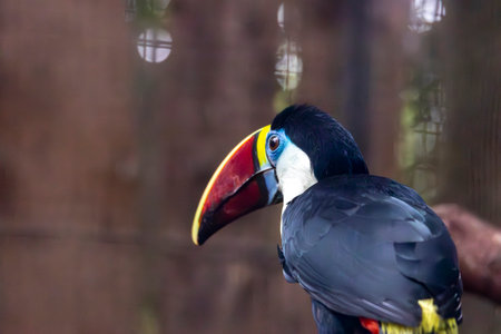 Close up view of a white-throated toucan (Ramphastos tucanus) bird.