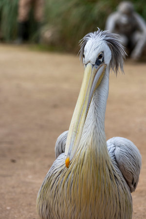 Close up view of the spot-billed pelican (Pelecanus philippensis).の写真素材