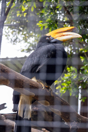 Close up view of a rhinoceros hornbill (Buceros rhinoceros) bird.