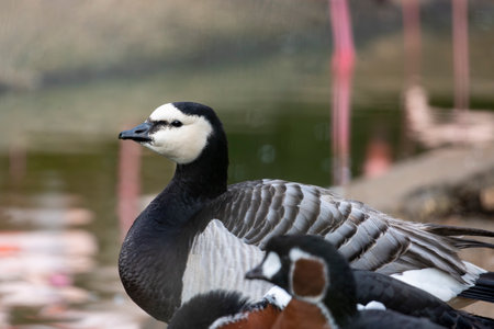 Close up view of a barnacle goose (Branta leucopsis).の写真素材