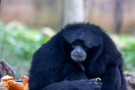 Close up view of a Siamang (Symphalangus syndactylus) gibbon.の写真素材