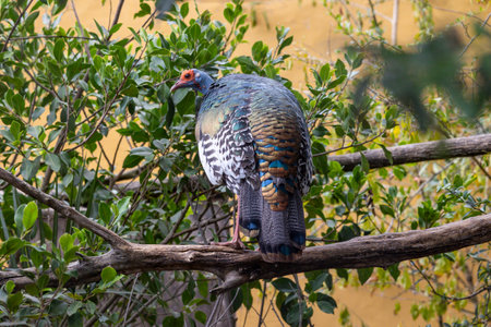 Close up view of an ocellated turkey (Meleagris ocellata) bird.の写真素材