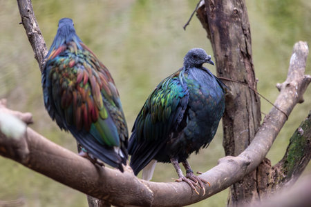 Close up view of a Nicobar pigeon (Caloenas nicobarica).の写真素材