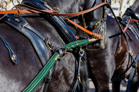 Detail of horses on Carriage coupling traditional event with beautiful carriages with horses and person dressed for the occasion.の写真素材