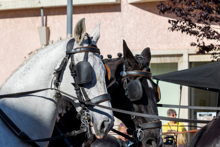 SAO BRAS DE ALPORTE, PORTUGAL - 4th MAY 2024: Period representation event of Carriage coupling traditional event with beautiful carriages with horses and person dressed for the occasion.のeditorial素材