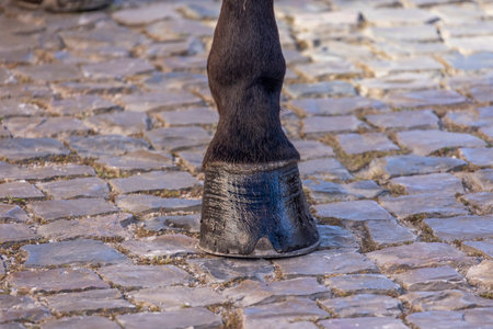 Detail of legs of horses on a period representation event of Carriage coupling traditional event with beautiful carriages with horses and person dressed for the occasion.の写真素材