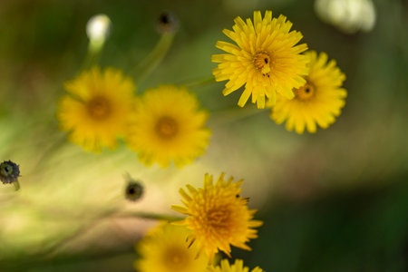 Close up view of the common dandelion (Taraxacum officinale) flower.の写真素材