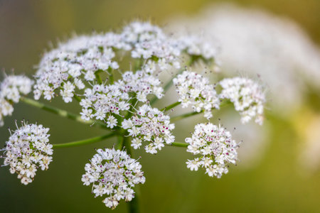 Close up view of the Peucedanum gallicum wildflower.の写真素材