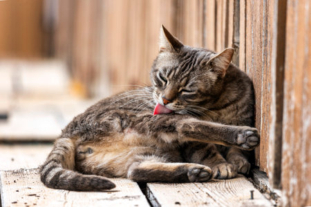 Close up of domestic cat relaxing on a city corner.の写真素材