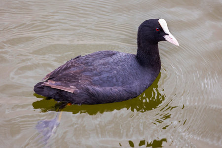 View of an Eurasian coot (Fulica atra) bird swimming on a marshland swamp.の写真素材
