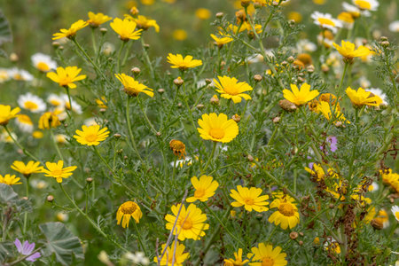 Close up view of the beautiful corn marigold (Coleostephus myconis) flower.の写真素材