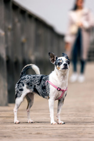 Close view of a cute small dog on a wooden pathway.の写真素材