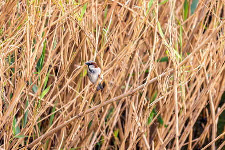Italian sparrow (Passer italiae) in the vegeation of a marshland.の写真素材