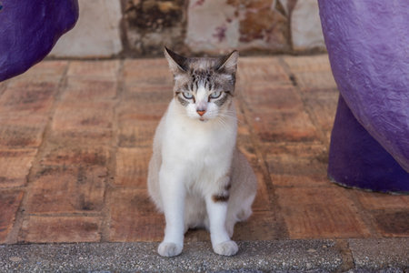 Close up of domestic cat relaxing on a corner.の写真素材
