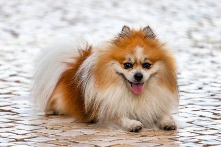 Close up view of a cute pet dog.の写真素材
