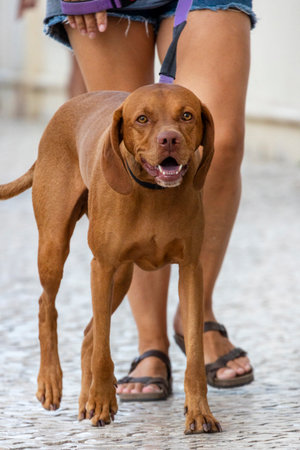 Close up view of a cute pet dog.の写真素材