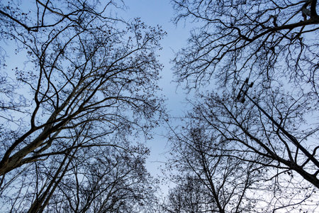 Urban park with bare trees, in the winter at Loule city, Algarve, Portugal.の写真素材